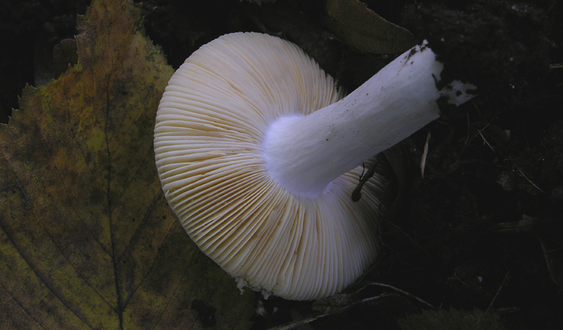 Russula da determinare n�1.